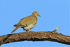 White-winged Dove